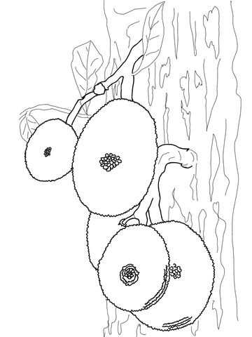 Jackfruits On Tree Coloring Page